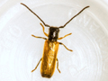 Tetrops praeustus